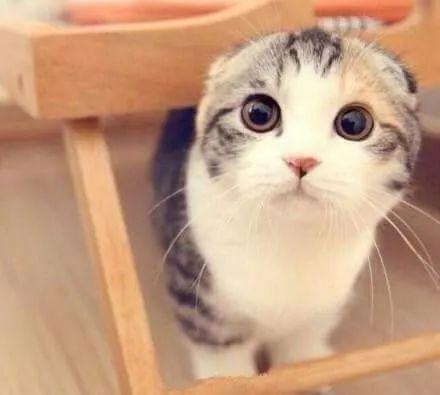 娱乐吃瓜君折耳猫,折耳猫的神秘魅力与争议